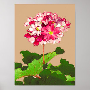 Japanse hydrangea. Roze en groen Poster
