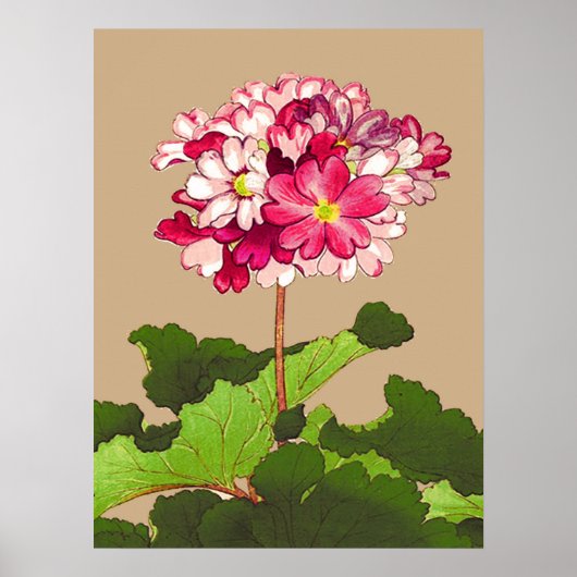  Japanse hydrangea. Roze en groen Poster (Voorkant)