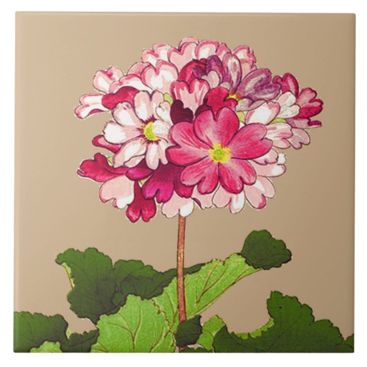  Japanse hydrangea. Roze en groen Tegeltje (Voorkant)