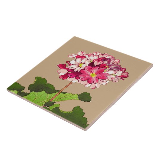  Japanse hydrangea. Roze en groen Tegeltje (Zijkant)