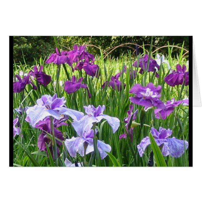 Japanse Iris (Voorkant Horizontaal)