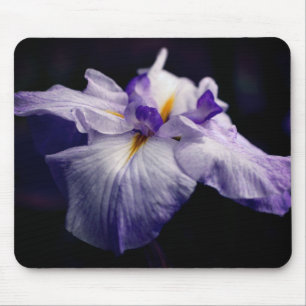Japanse Iris Beauty Flower Muismat
