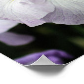 Japanse Iris-bloem in Bloom Poster (Hoek)