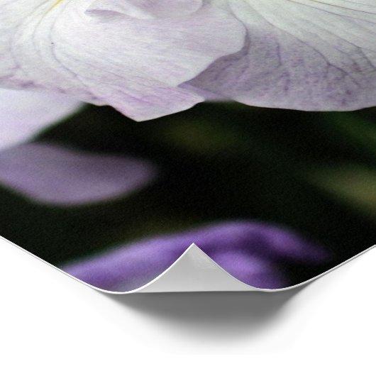 Japanse Iris-bloem in Bloom Poster (Hoek)