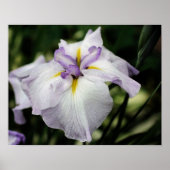 Japanse Iris-bloem in Bloom Poster (Voorkant)