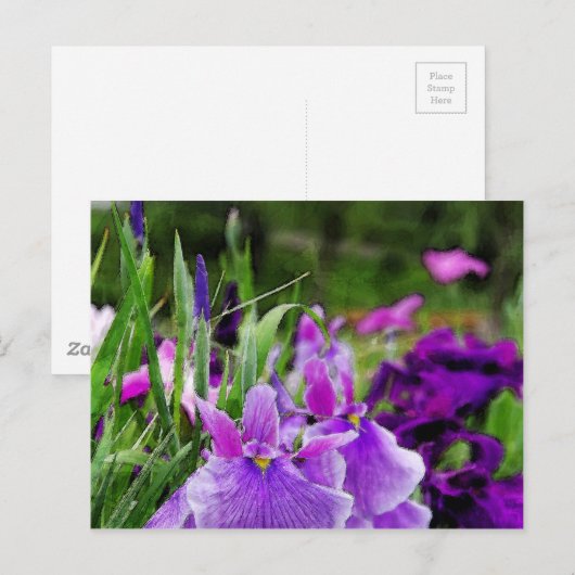 Japanse iris briefkaart (Voorkant / Achterkant)