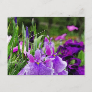 Japanse iris briefkaart