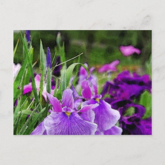 Japanse iris briefkaart (Voorkant)