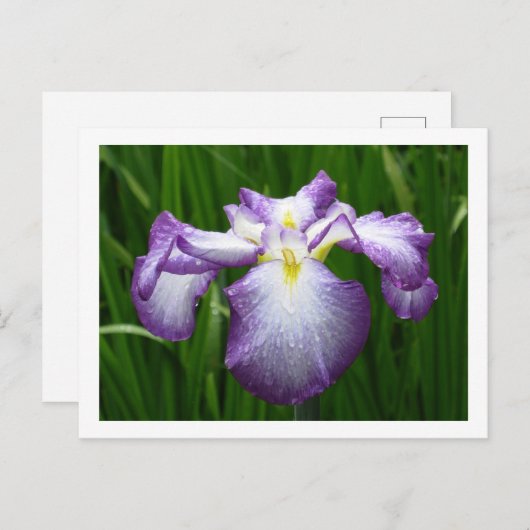 Japanse Iris Briefkaart (Voorkant / Achterkant)
