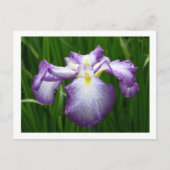 Japanse Iris Briefkaart (Voorkant)