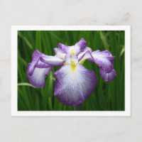 Japanse Iris