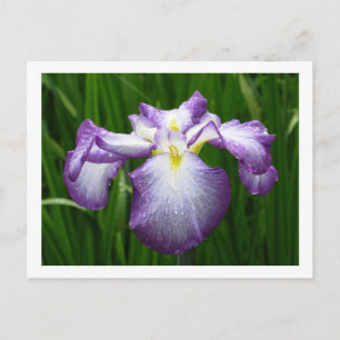 Japanse Iris Briefkaart