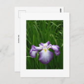 Japanse Iris Briefkaart (Voorkant / Achterkant)