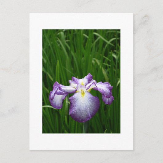 Japanse Iris Briefkaart (Voorkant)