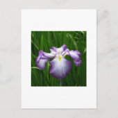 Japanse Iris Briefkaart (Voorkant)