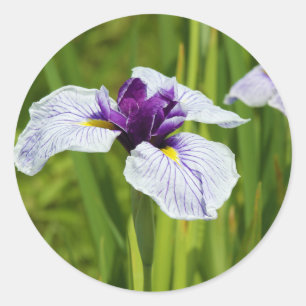 Japanse Iris Ensata Thunb Flowers Ronde Sticker