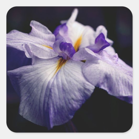 Japanse Iris Flower Beauty Vierkante Sticker (Voorkant)