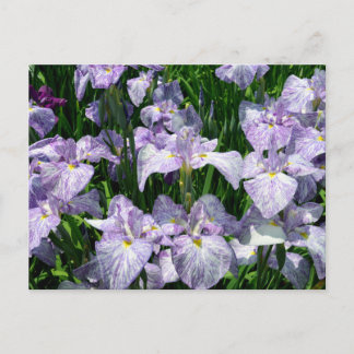 Japanse Iris: Horikiri, Tokio Briefkaart