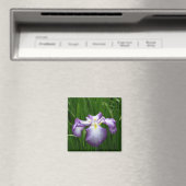 Japanse Iris: Japan Magnet (Insitu (Vaatwasser))