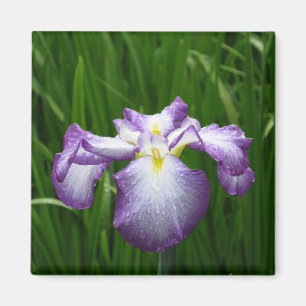 Japanse Iris: Japan Magnet