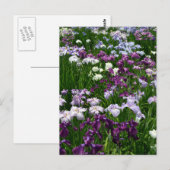 Japanse Iris: Tokyo, Japan Briefkaart (Voorkant / Achterkant)
