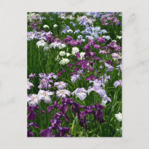 Japanse Iris: Tokyo, Japan Briefkaart