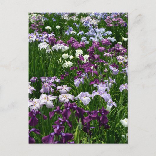 Japanse Iris: Tokyo, Japan Briefkaart (Voorkant)