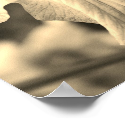 Japanse Iris-ventilator sluit Sepia Tint af Poster (Hoek)