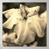 Japanse Iris-ventilator sluit Sepia Tint af Poster (Voorkant)