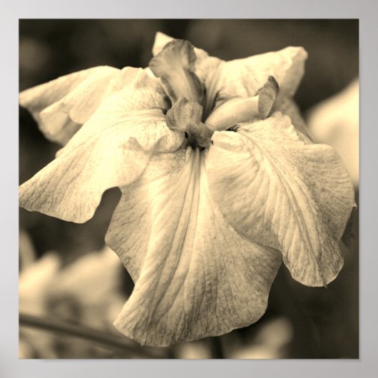 Japanse Iris-ventilator sluit Sepia Tint af Poster (Voorkant)