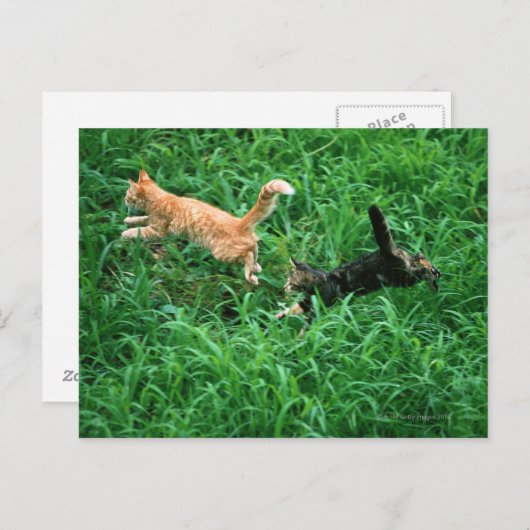 Japanse kat 3 briefkaart (Voorkant / Achterkant)