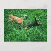 Japanse kat 3 briefkaart (Voorkant)