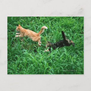 Japanse kat 3 briefkaart