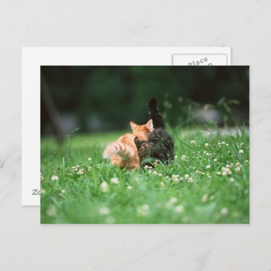 Japanse kat 4 briefkaart (Voorkant / Achterkant)