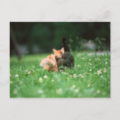 Japanse kat 4 briefkaart (Voorkant)