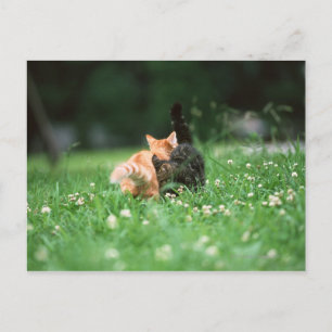 Japanse kat 4 briefkaart