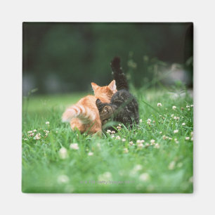 Japanse kat 4 magneet