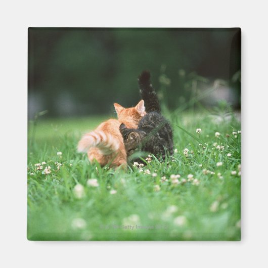 Japanse kat 4 magneet (Voorkant)