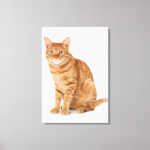 Japanse kat 6 canvas afdruk