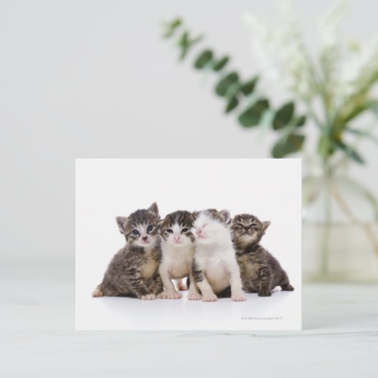 Japanse kat briefkaart (Staand voorkant)