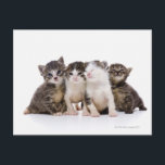 Japanse kat briefkaart<br><div class="desc">Japanse kat | ULTRA.F | AssetID: 82278509</div>