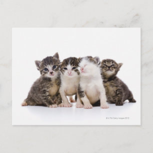 Japanse kat briefkaart