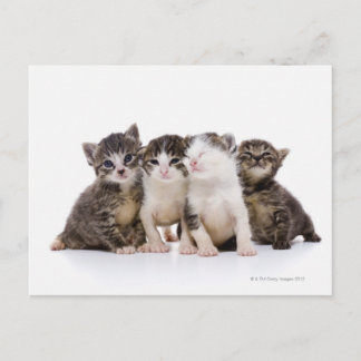 Japanse kat briefkaart