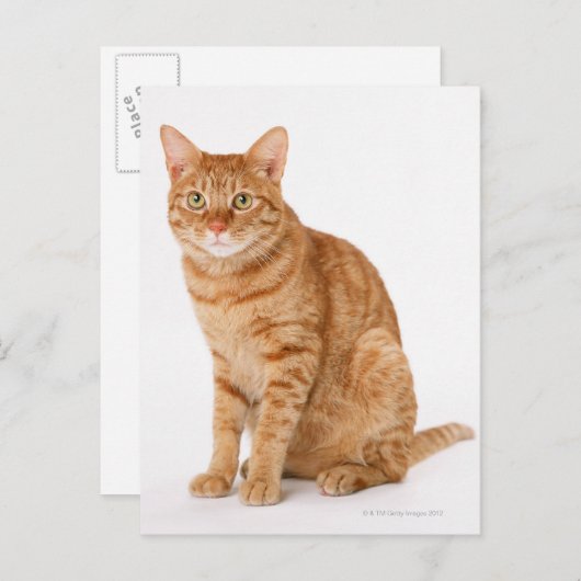 Japanse kat briefkaart (Voorkant / Achterkant)