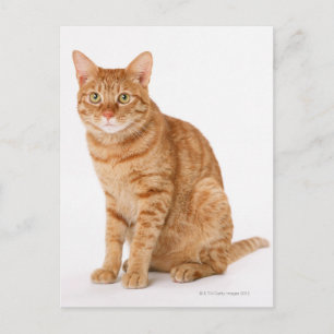 Japanse kat briefkaart