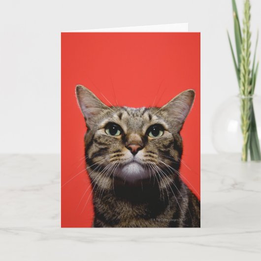 Japanse kat die omhoog eruit zien kaart (Voorkant)