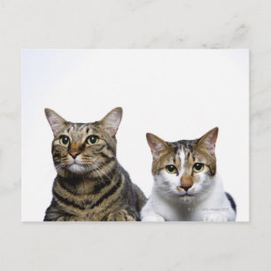 Japanse kat en Manx-kat op witte achtergrond Briefkaart