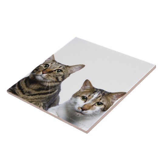 Japanse kat en Manx-kat op witte achtergrond Tegeltje (Zijkant)