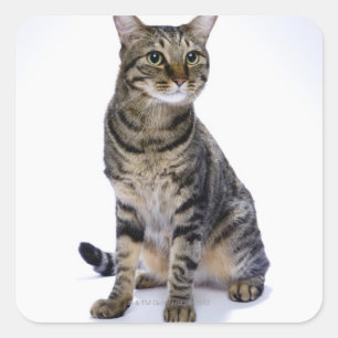 Japanse kat op witte achtergrond vierkante sticker