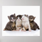 Japanse kat poster (Voorkant)